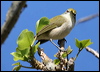 xmas_is_white_eye_39313