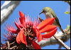 xmas_is_white_eye_39319