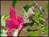 Click here to enter gallery and see photos/pictures/images of Christmas Island White-eye