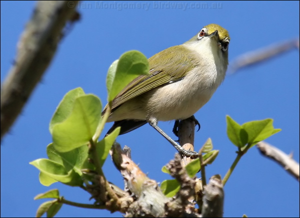 Christmas (Island) White-eye xmas_is_white_eye_39313.psd