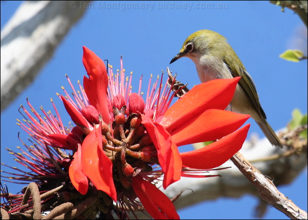 Christmas (Island) White-eye xmas_is_white_eye_39319.psd