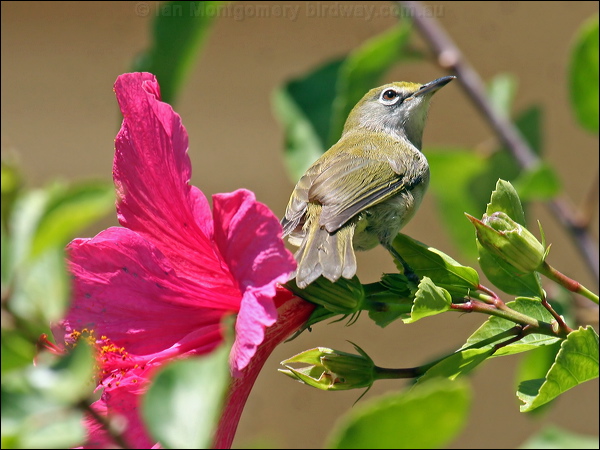 Christmas (Island) White-eye xmas_is_white_eye_39840.psd