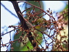 everetts_white_eye_56285