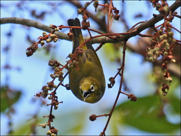 Everett's White-eye everetts_white_eye_56282.psd