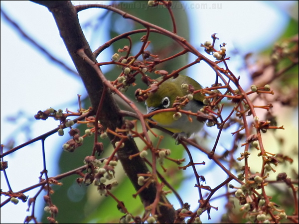 Everett's White-eye everetts_white_eye_56285.psd