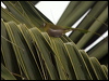 greenback_white_eye_165208