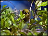 greenback_white_eye_166173