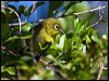 Click here to enter gallery and see photos/pictures/images of Green-backed White-eye