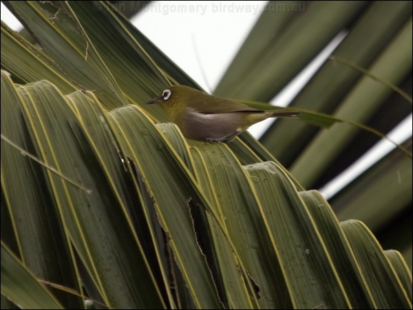 Green-backed White-eye greenback_white_eye_165208.psd