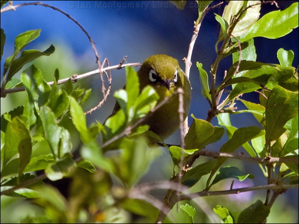 Green-backed White-eye greenback_white_eye_166173.psd