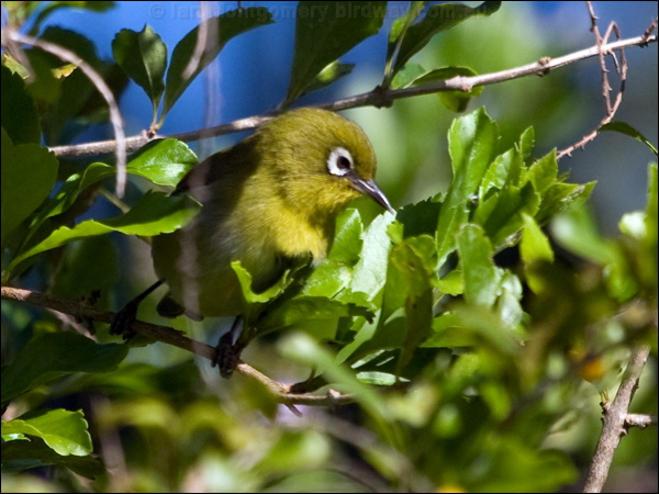 Green-backed White-eye greenback_white_eye_166174.psd