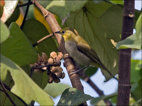 Japanese White-eye japanese_white_eye_142222.psd
