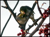 silvereye_10260