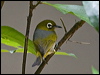 silvereye_121165