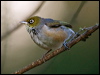 silvereye_129203