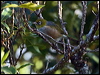 silvereye_140543