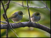 silvereye_140569