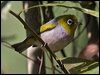 silvereye_158226