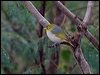 silvereye_165237