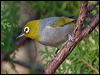 silvereye_167437