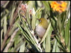 silvereye_38458