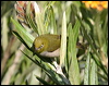 silvereye_38466