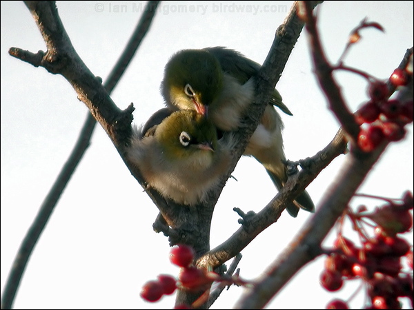 Silvereye silvereye_10260.psd