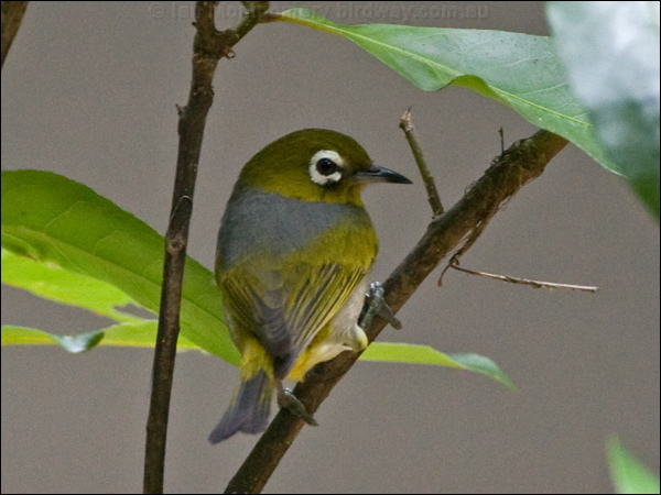 Silvereye silvereye_121165.psd