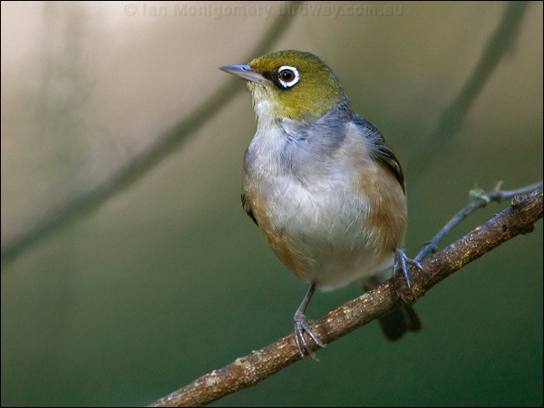 Silvereye silvereye_129194.psd