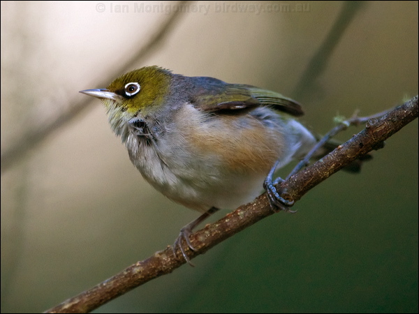 Silvereye silvereye_129203.psd