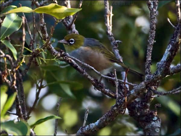 Silvereye silvereye_140543.psd