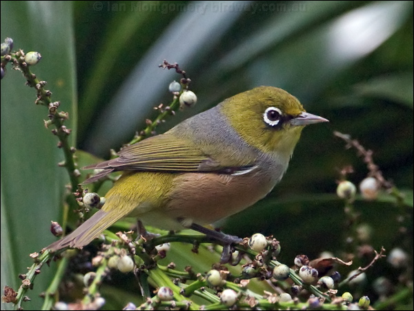 Silvereye silvereye_140565.psd