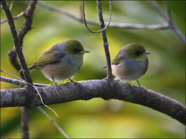 Silvereye silvereye_140569.psd