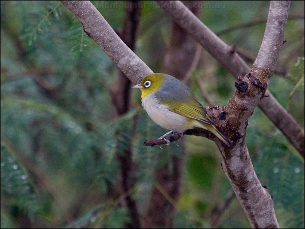 Silvereye silvereye_165237.psd