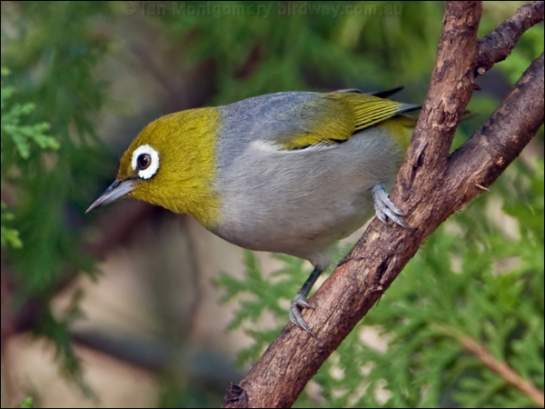 Silvereye silvereye_167437.psd