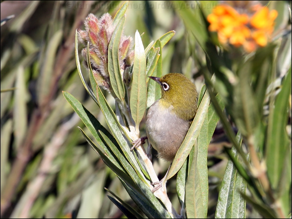 Silvereye silvereye_38458.psd