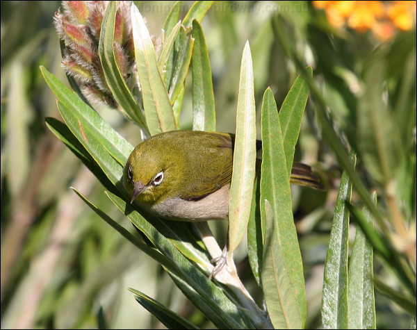 Silvereye silvereye_38466.psd