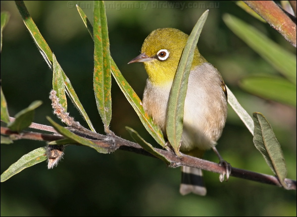 Silvereye silvereye_38468.psd