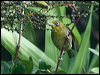 slendbill_white_eye_140588