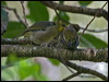 slendbill_white_eye_141341