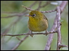 slendbill_white_eye_141419