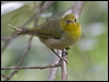 slendbill_white_eye_141431