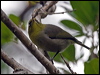 slendbill_white_eye_141472