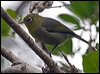 slendbill_white_eye_141474