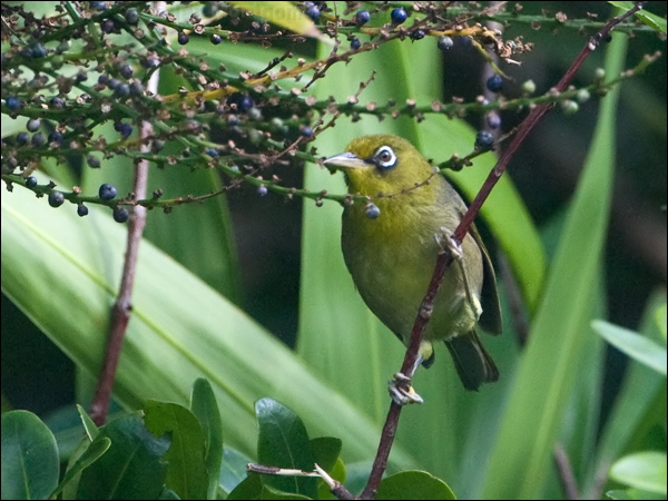 Slender-billed White-eye slendbill_white_eye_140588.psd