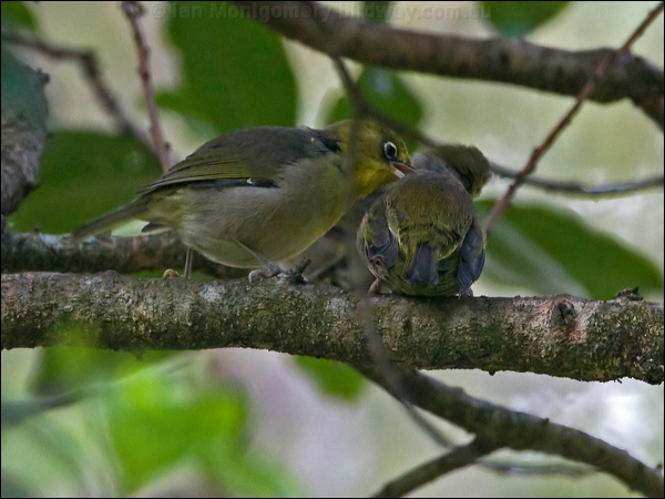 Slender-billed White-eye slendbill_white_eye_141341.psd