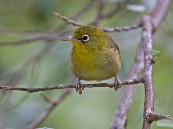 Slender-billed White-eye slendbill_white_eye_141419.psd