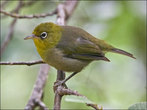 Slender-billed White-eye slendbill_white_eye_141425.psd