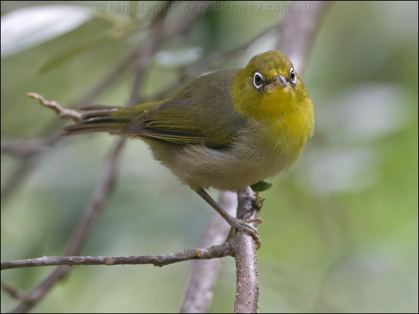 Slender-billed White-eye slendbill_white_eye_141431.psd