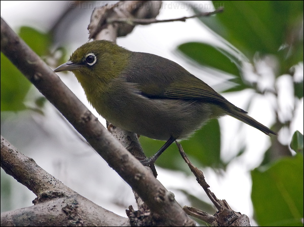 Slender-billed White-eye slendbill_white_eye_141474.psd